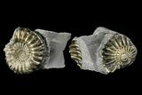 Pyritized (Pleuroceras) Ammonite Fossil With Pos/Neg - Germany #167842-3